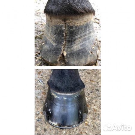 Мазь Hoof Original для копыт лошади 0,25 л Бельгия