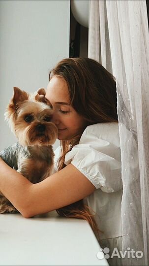 Догситтер / собака на передержку