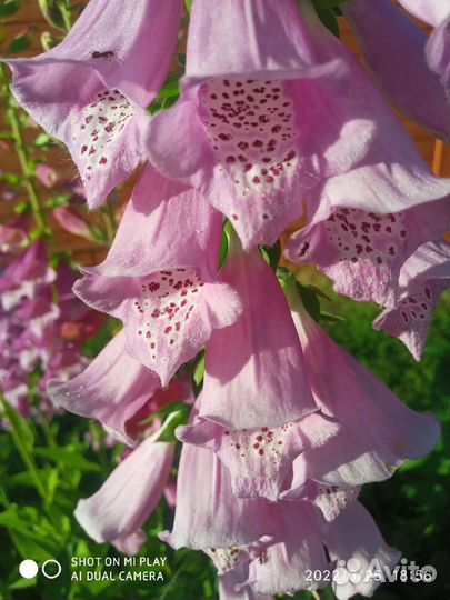 Многолетники: ирисы, гейхера, наперстянка и др