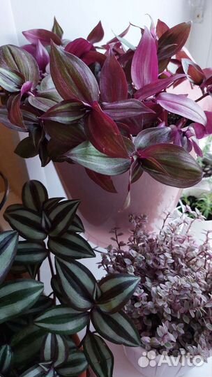 Комнатные цветы Традесканция сортовые фото
