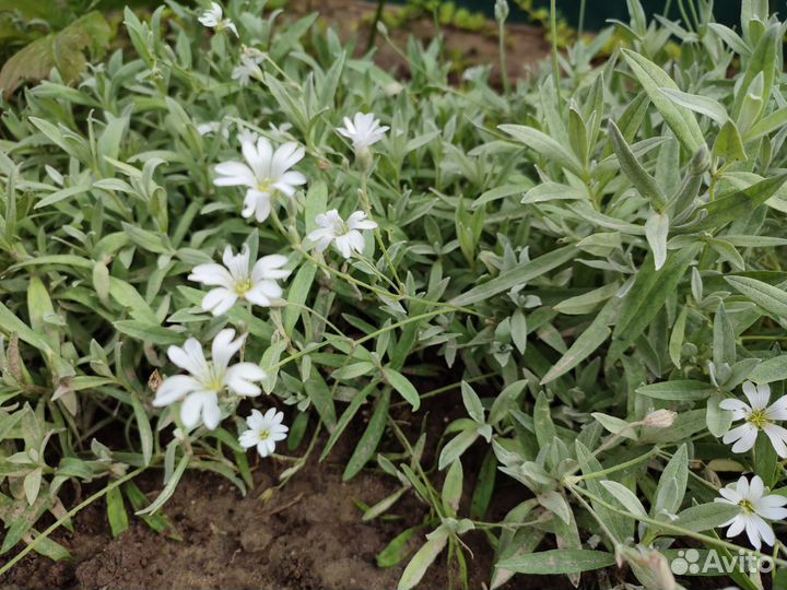 Ясколка войлочная, колокольчик, ромашка альпийская