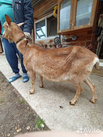 Коза дойная