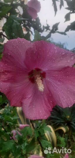 Гибискус сирийский древовидный черенки