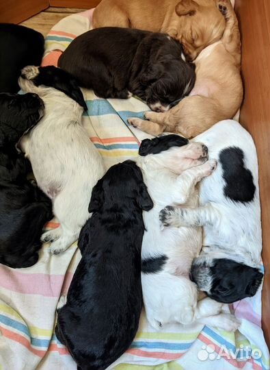 Щенки русского спаниеля