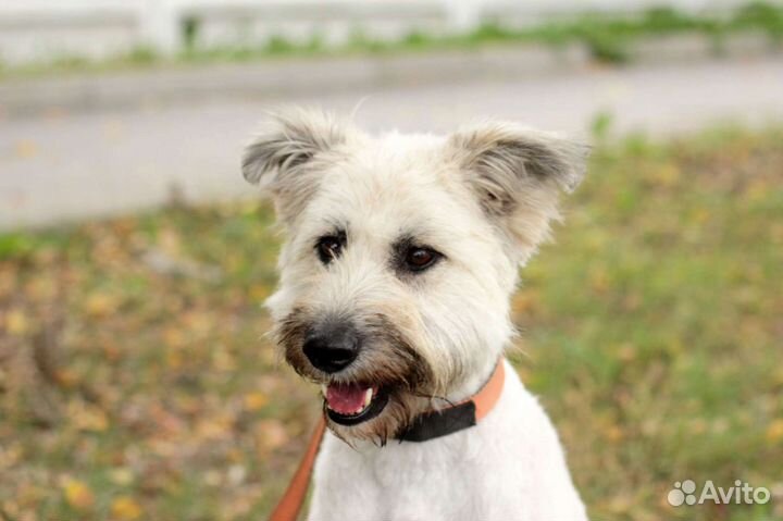 Собака Зина 2 года в дар