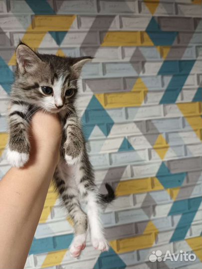 Котенок