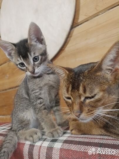 Абиссинские котята