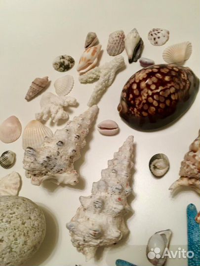 Морская коллекция новая