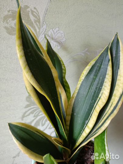 Сансевиерия сортовая