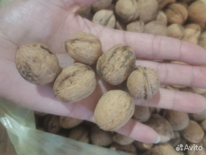 Продам орех грецкий, дачный