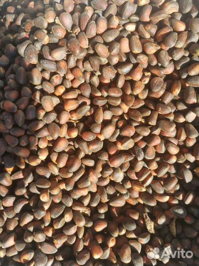 Орех кедровый свежий 2023