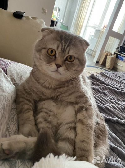 Шотландский вислоухий кот вязка