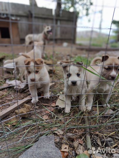 Щенки в добрые руки
