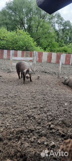 Поросята кантор