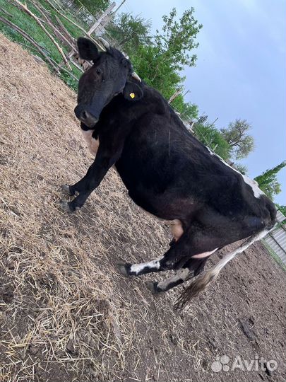 Корова дойная с теленком. Звоните объясню