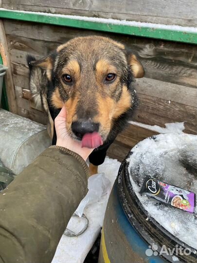 Собаки бесплатно