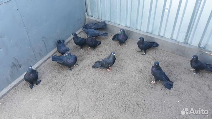 Голуби бойные