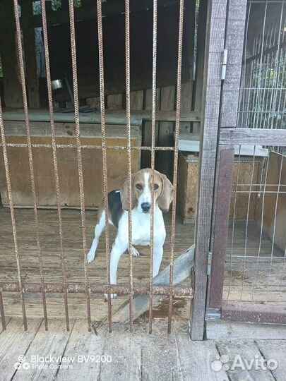 Эстонская гончая