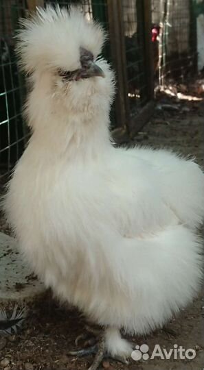 Китайская Шелковая Петухи молодые