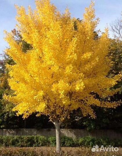 Гингко Билоба