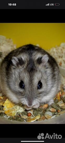 Джунгарский хомяк