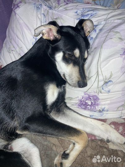 Маленькая собака в дар