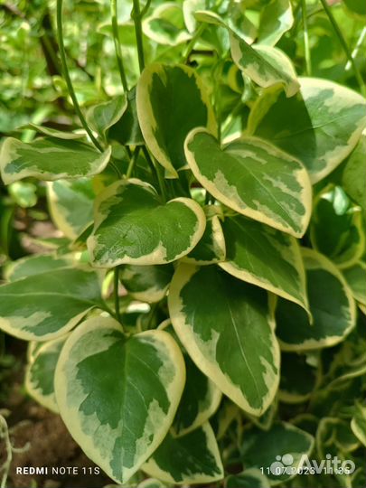 Цветы для сада