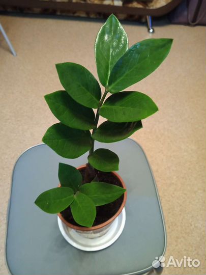 Замиокулькас