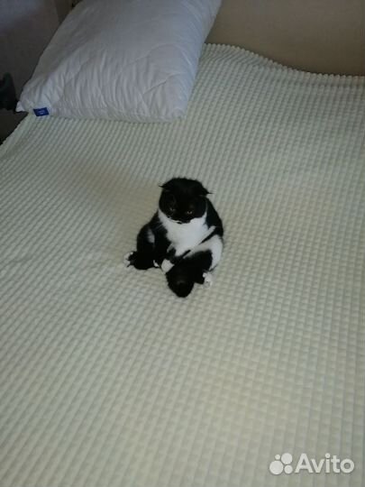 Вязка кошечьки