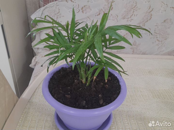 Пальма хамедорея