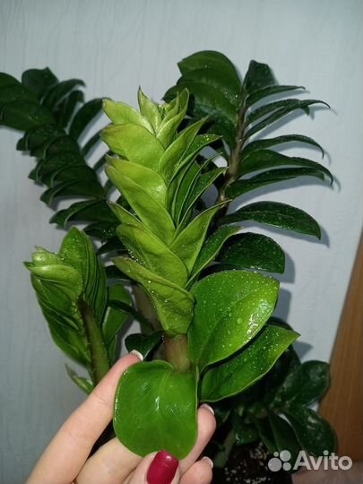 Замиокулькас Зензи