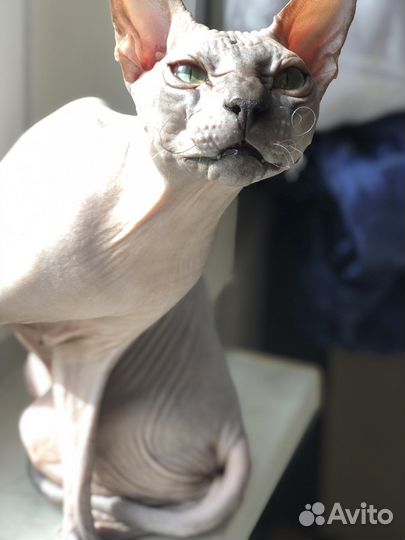 Приглашает невесту Донской сфинкс