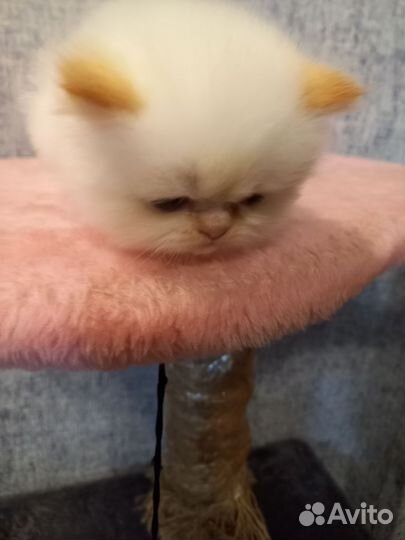 Котята персы экзоты
