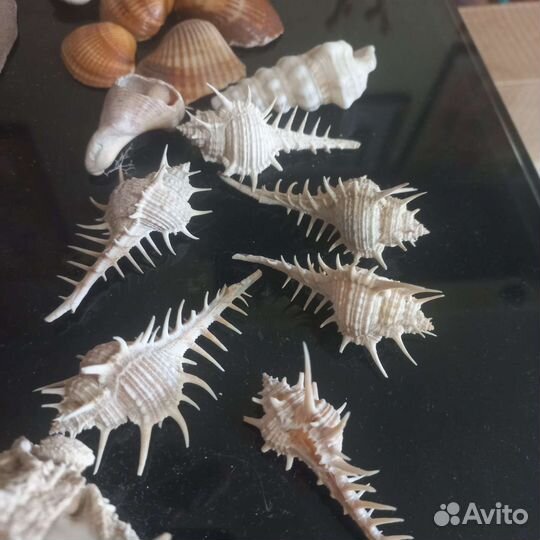 Коралл ракушки морская звезда