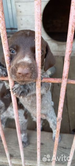 Щенки курцхаара