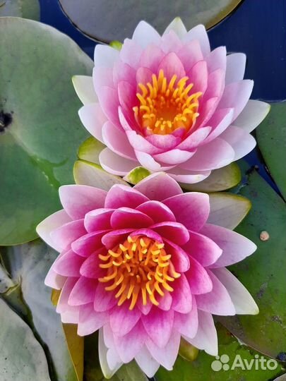 Нимфеи для пруда