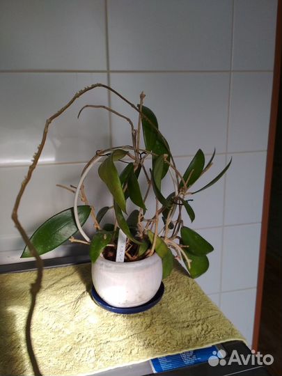 Хойи паразитика, карноза, кумингиана