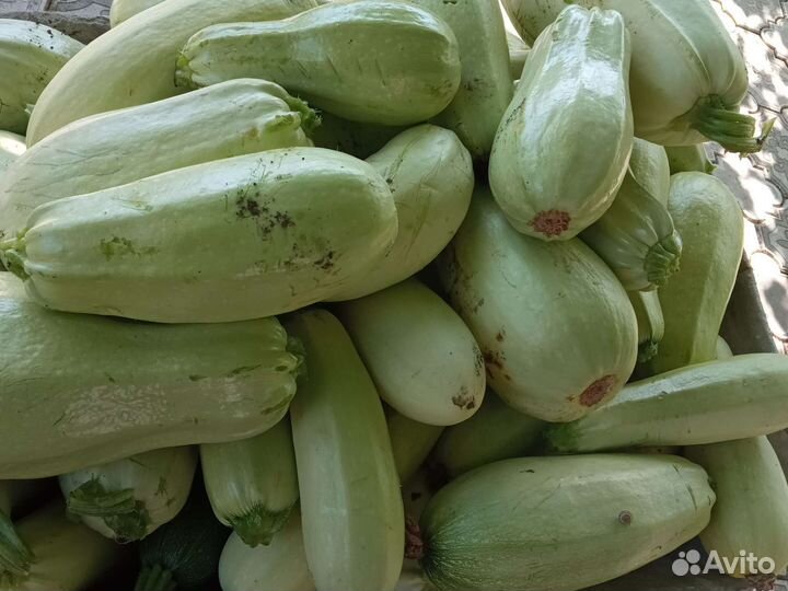 Тыква, Кабачк