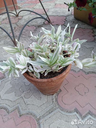 Комнатные цветы