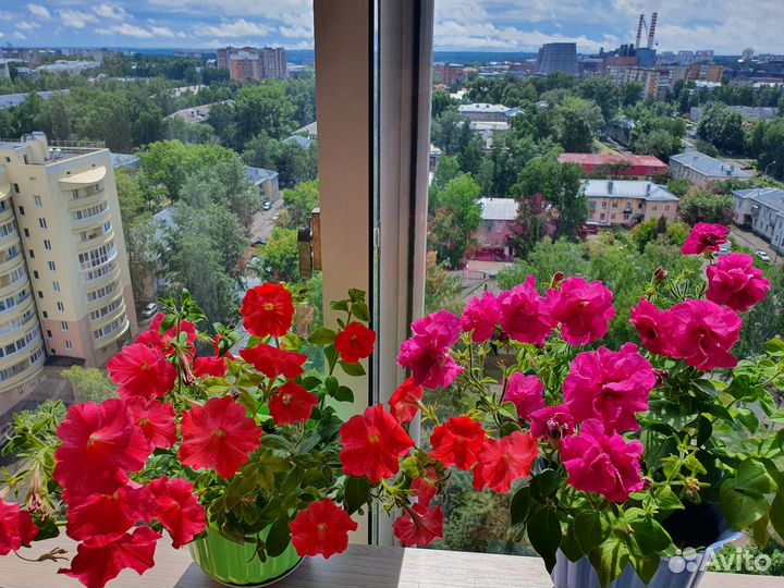 Рассада цветов, овощей