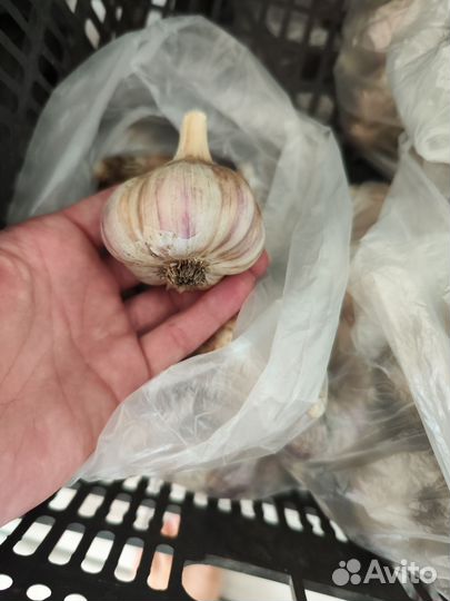Чеснок