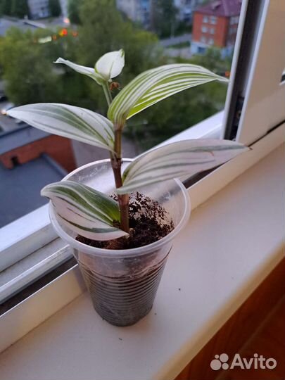 Традесканция