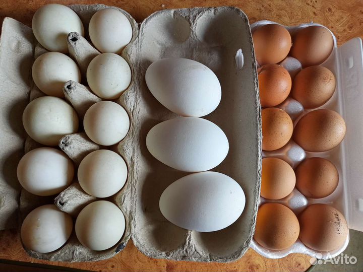 Мясо домашнего бройлера, мулард, гуся, курицы,утки