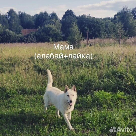 Щенки бесплатно