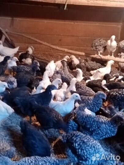 Молодняк несушек разных пород 2 мес