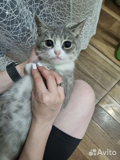 Кошка в дар