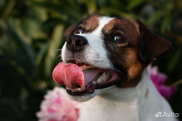 Вязка кобель Джек Рассел терьер