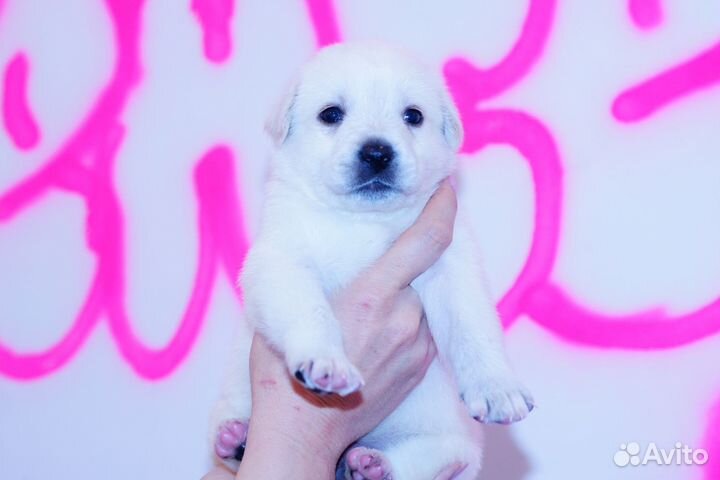 Щенки лабрадора