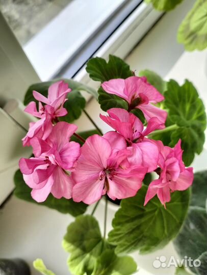 Пеларгония