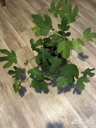 Инжир кустовой, домашний